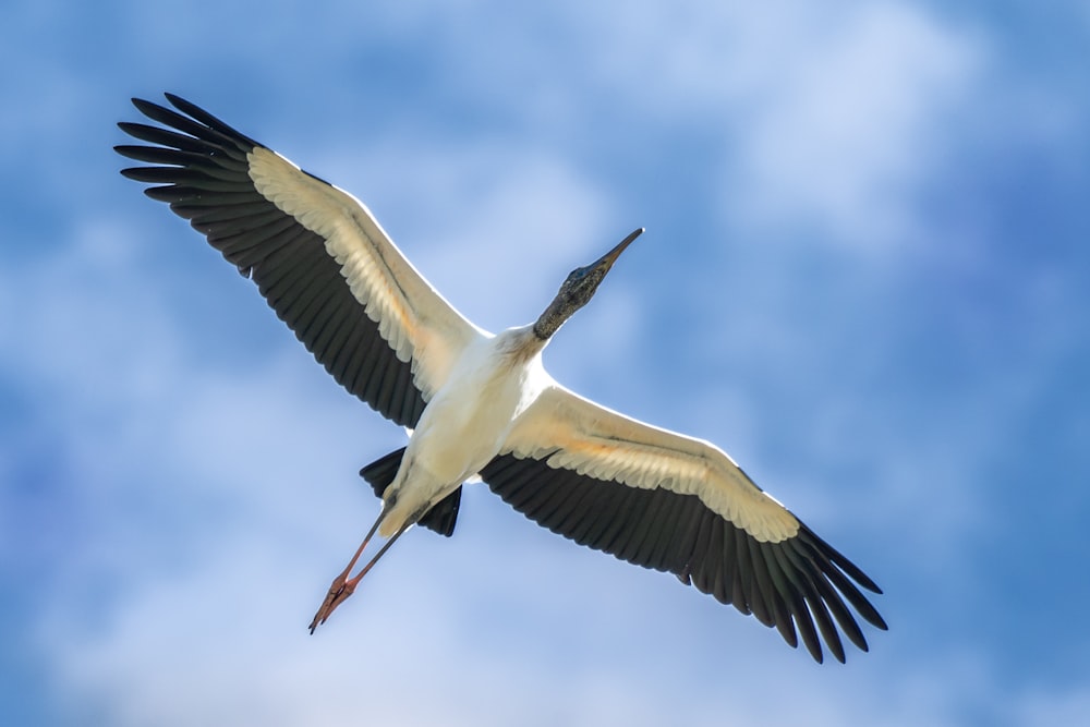 a large bird flying through a blue sky