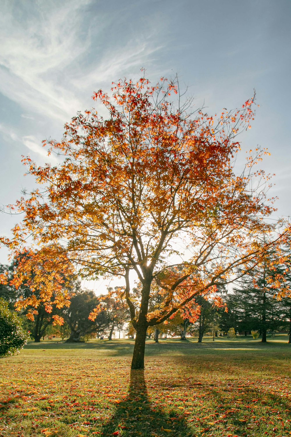 a tree with orange leaves in a park