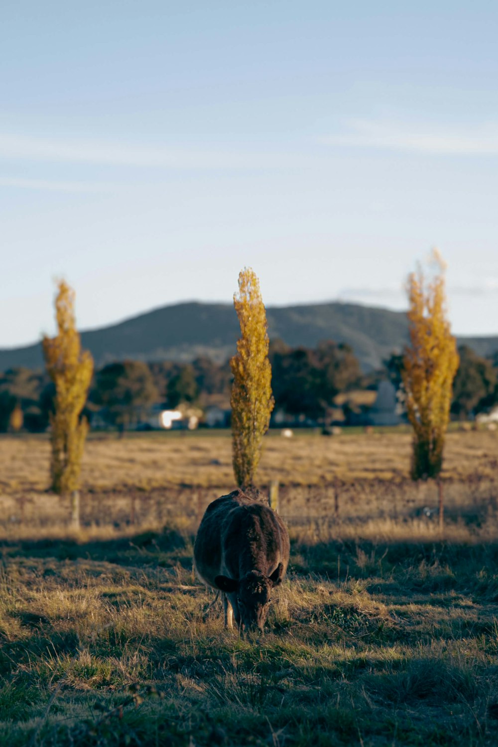 a horse grazing in a field with trees in the background