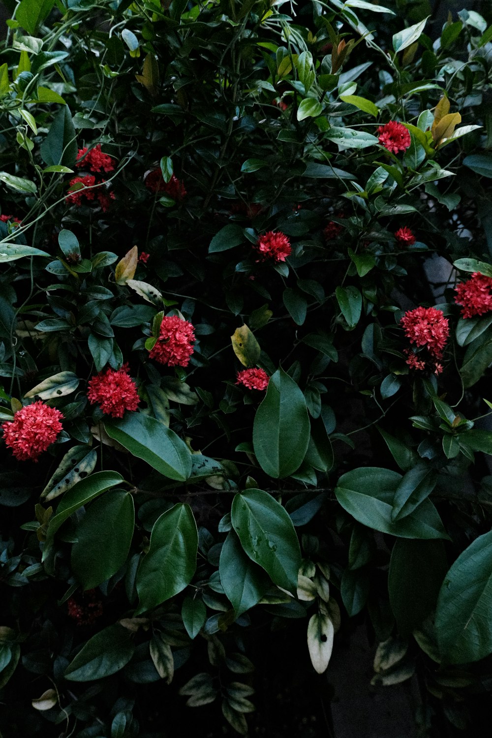 a bush with red flowers and green leaves