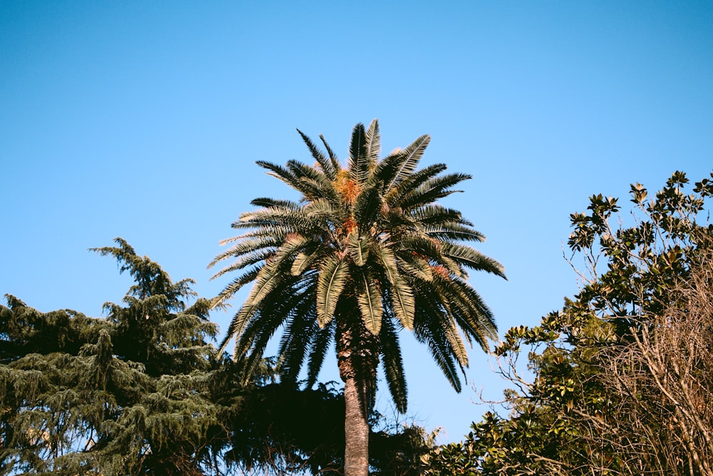 a palm tree with a blue sky in the background