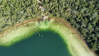 an aerial view of a lake surrounded by trees