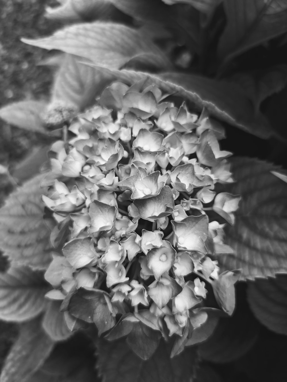 une photo en noir et blanc d’une fleur