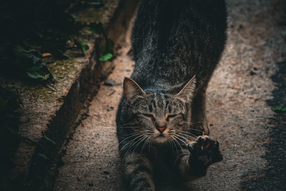 a cat that is walking on a sidewalk