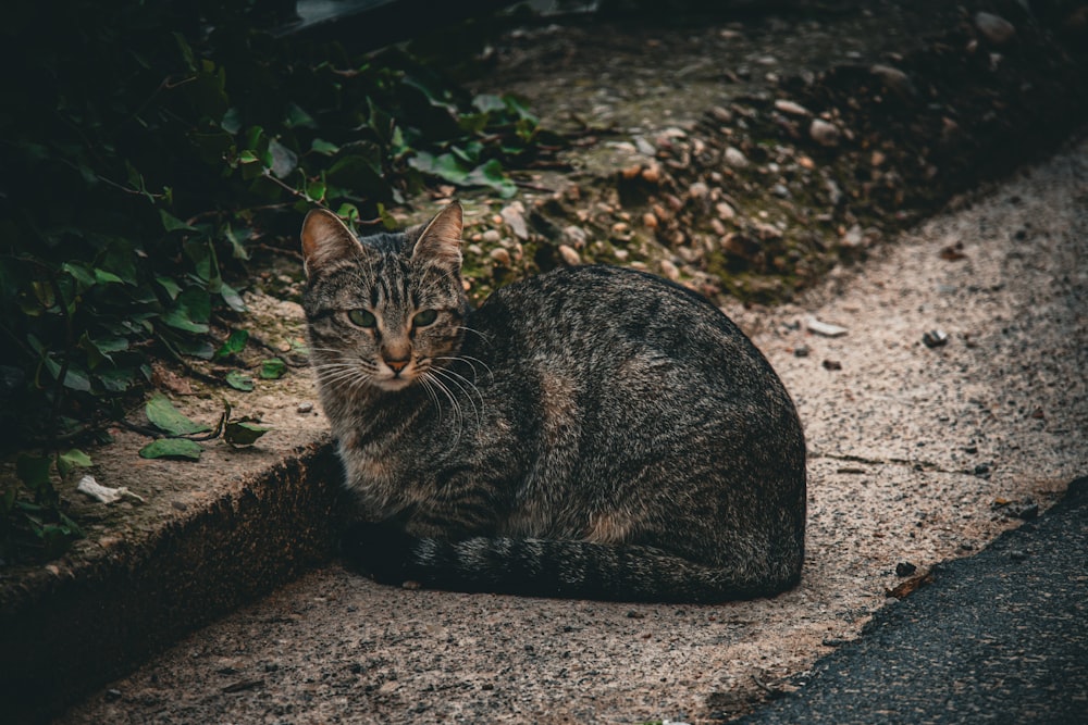 a cat that is sitting down on the ground