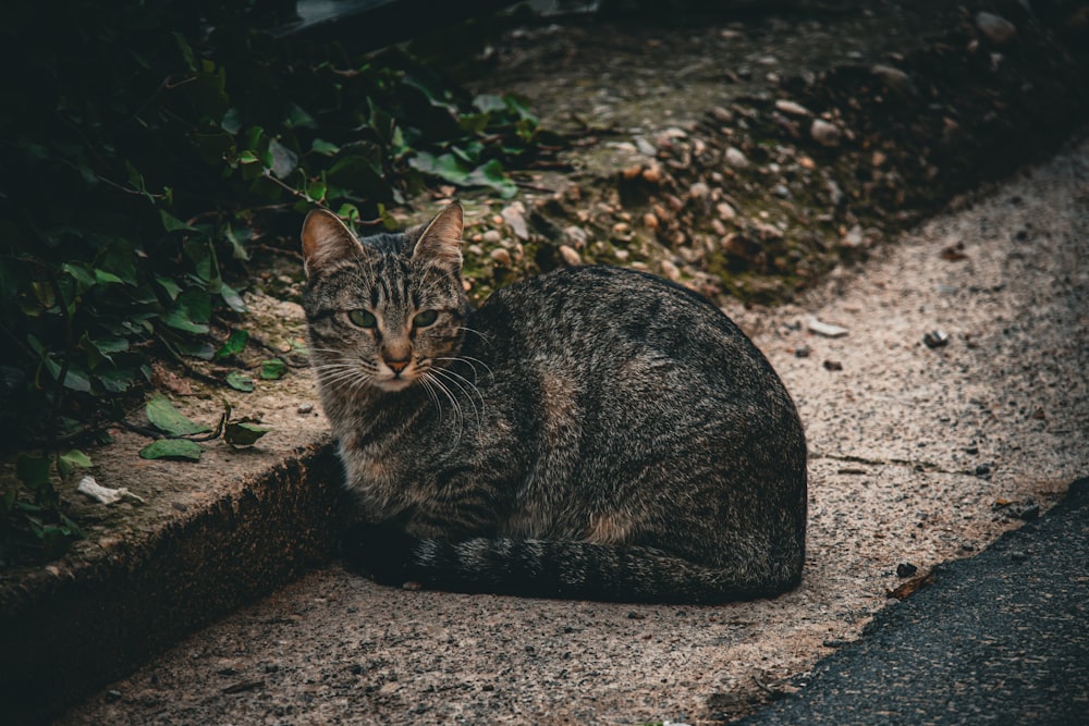 eine Katze, die sich auf den Boden setzt