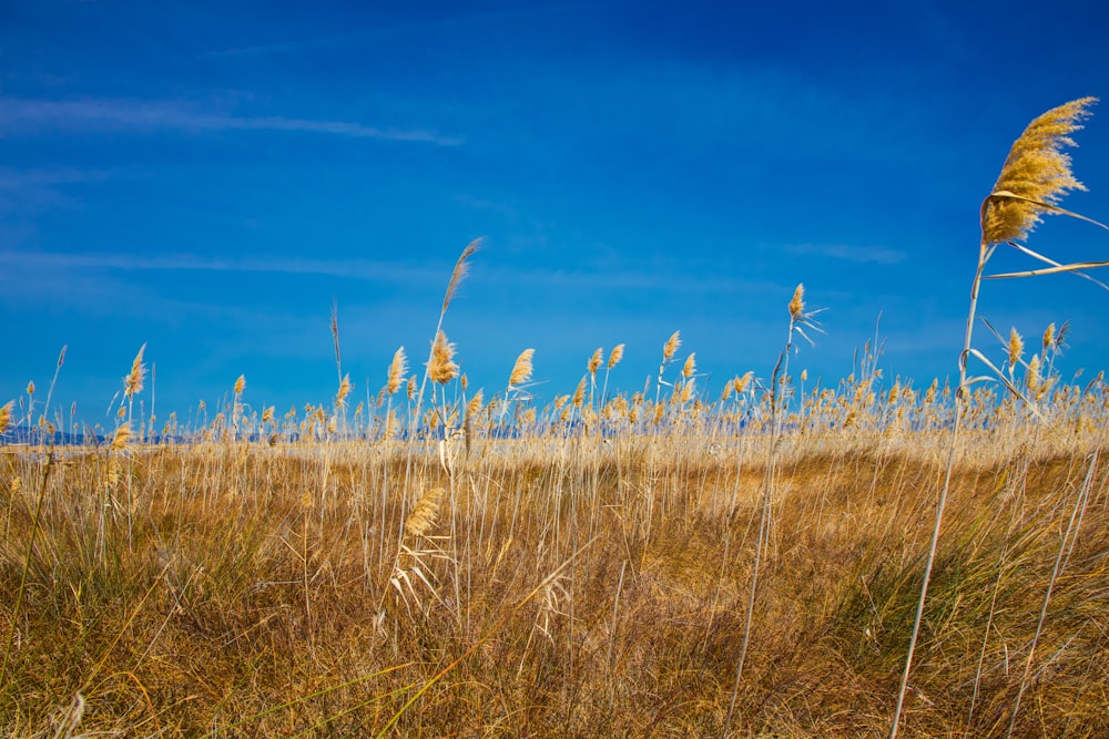 a field of tall grass with a blue sky in the background