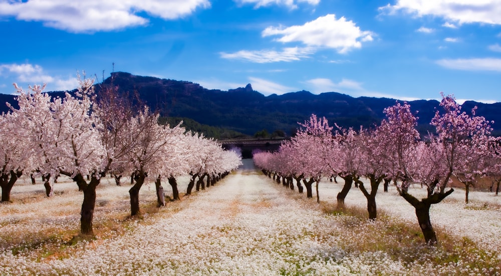 a dirt road surrounded by blooming trees