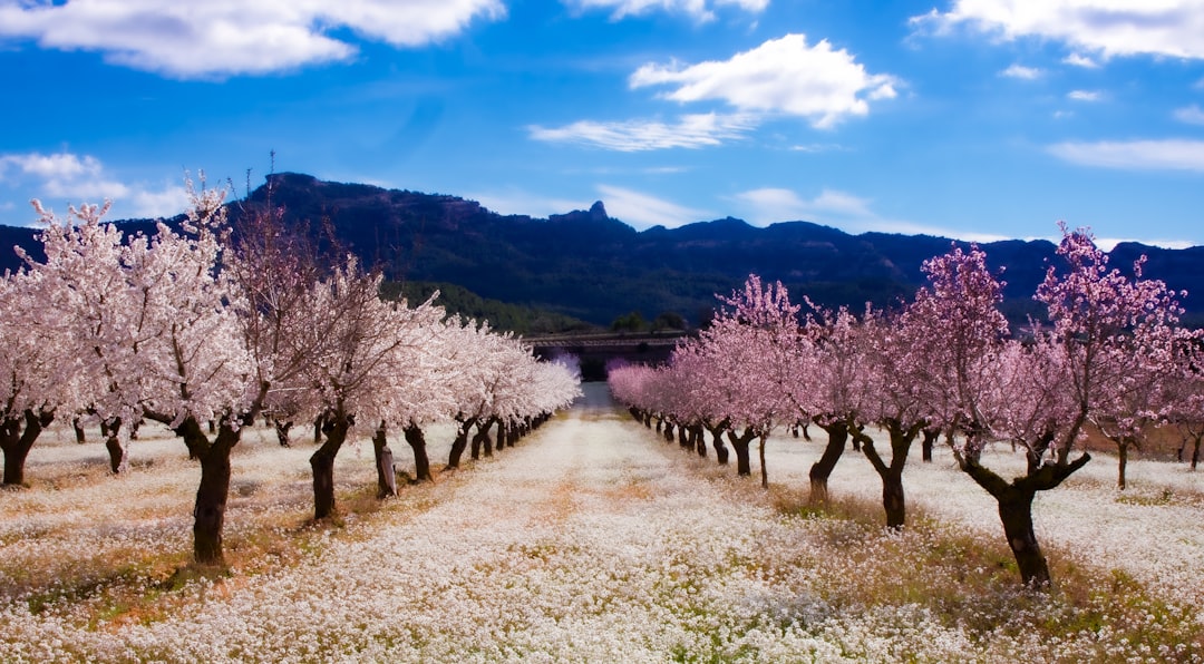 a dirt road surrounded by blooming trees, Spring Blossoms: Blooming Flowers and Almond Trees