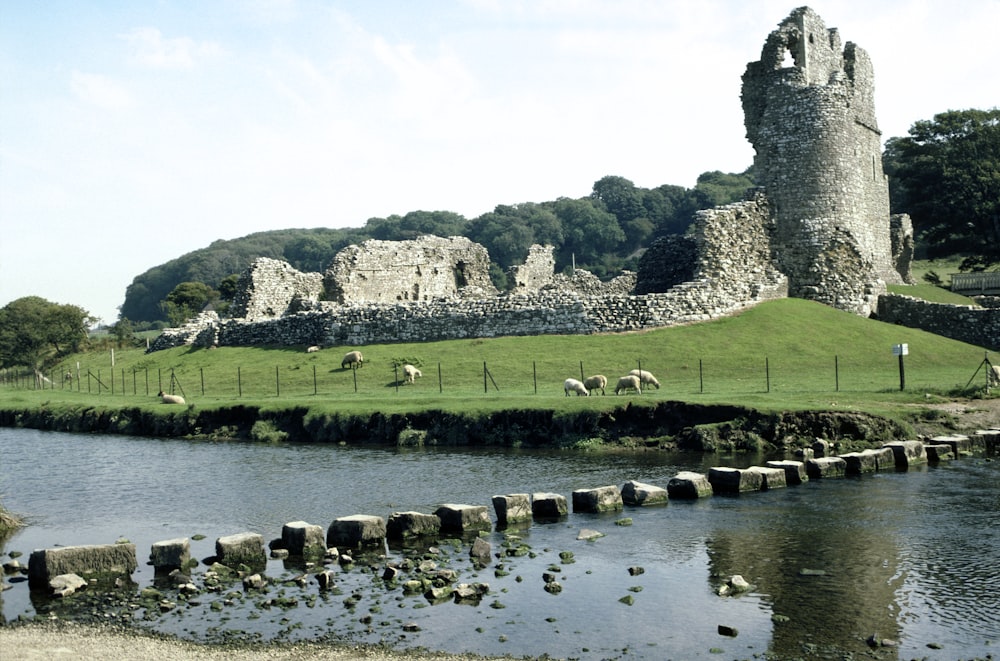 sheep grazing in a field next to a river