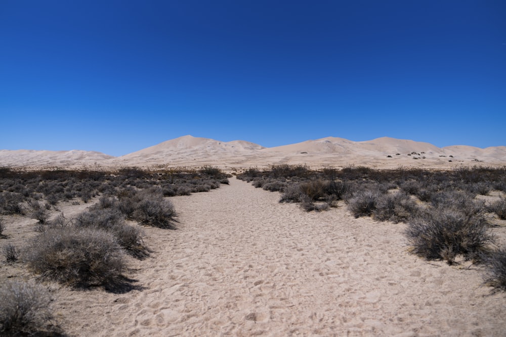a dirt path in the middle of a desert