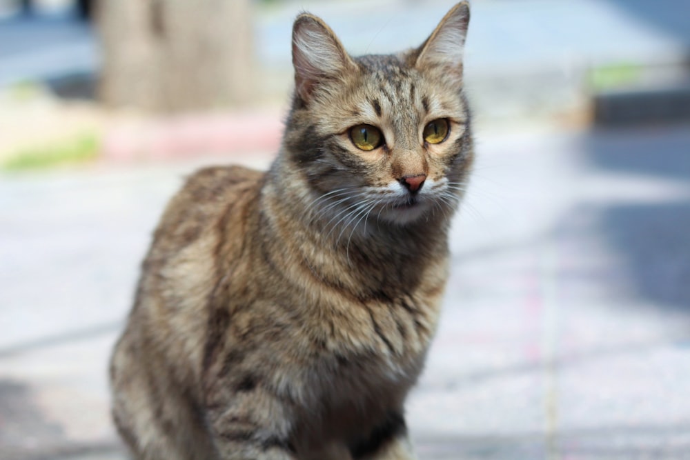 a close up of a cat on a sidewalk