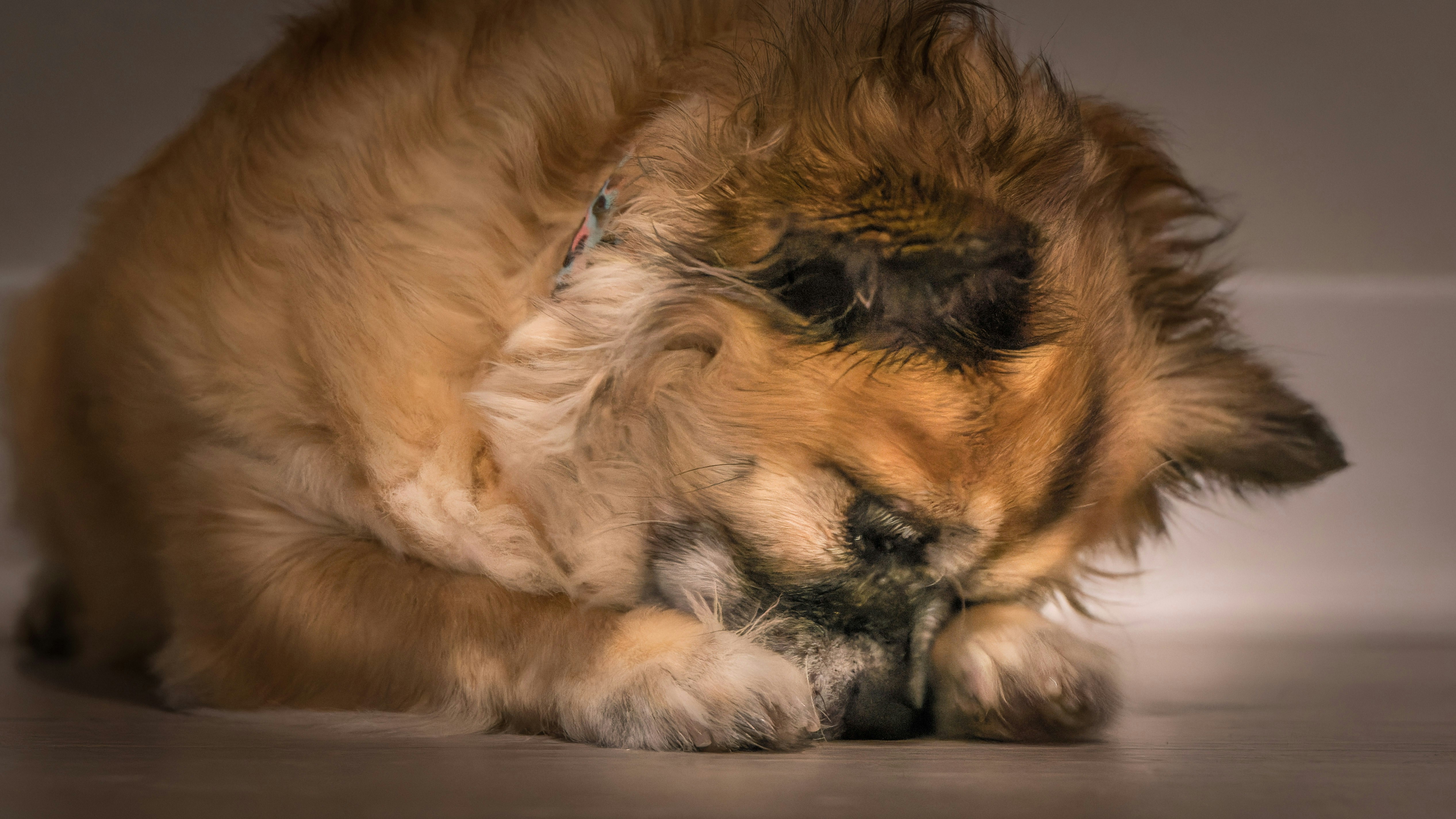 Your Puppy's First Grooming Session: Tips for New Owners in HCMC