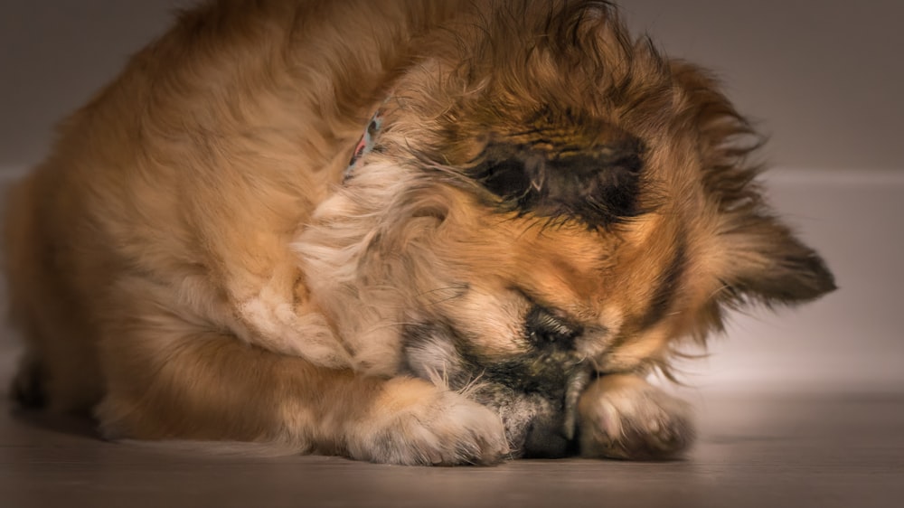 a dog is playing with a ball on the floor