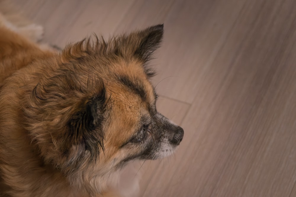 a brown and white dog laying on top of a wooden floor