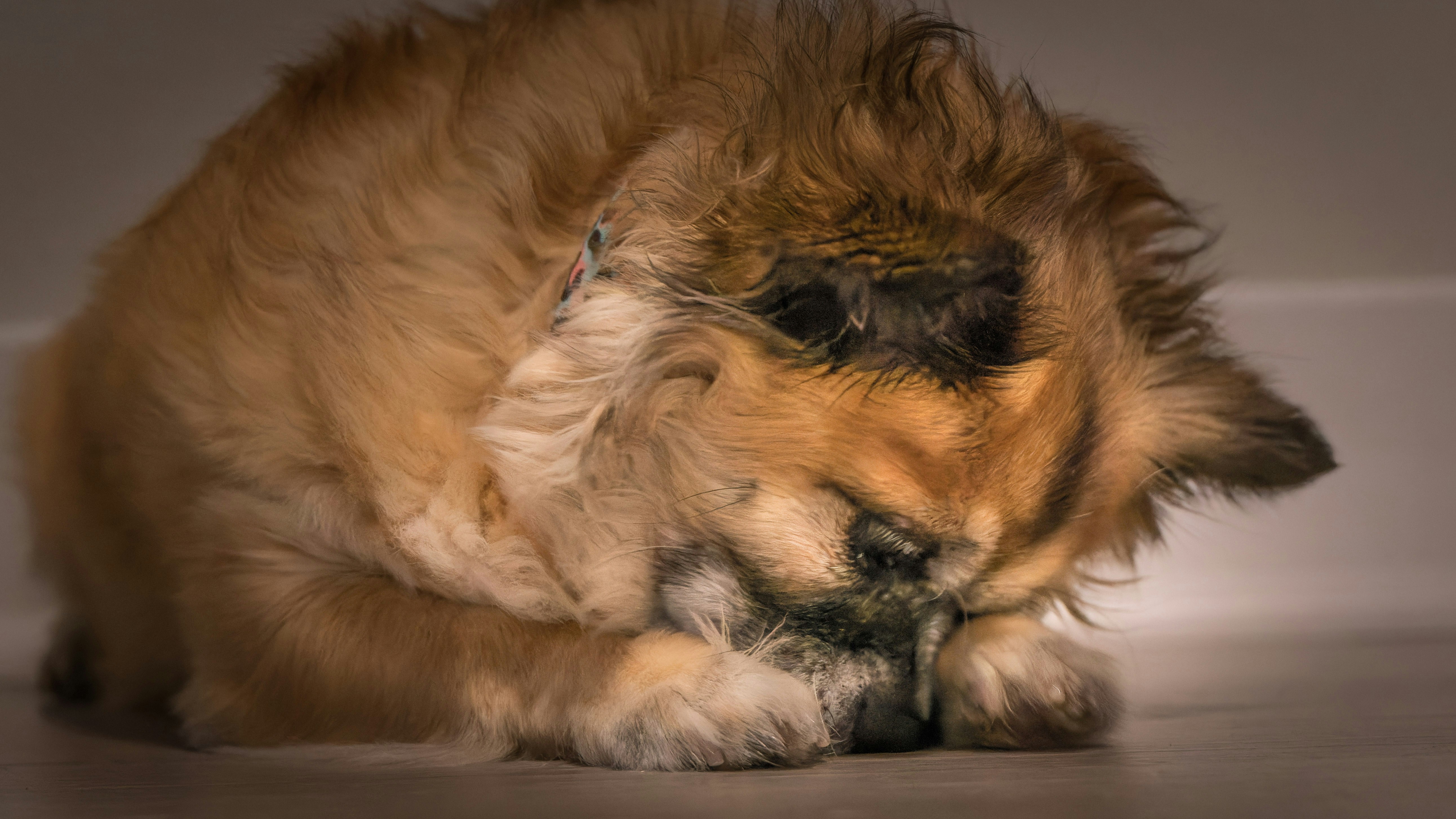 African Lions and Pack Grief (image credits: unsplash)