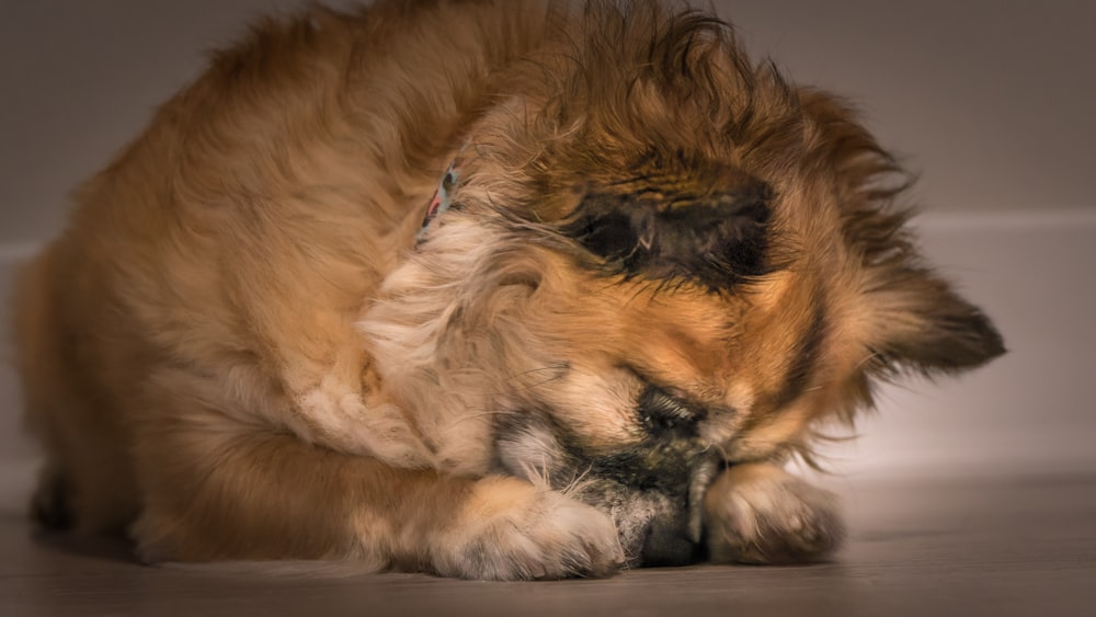 a dog is playing with a ball on the floor