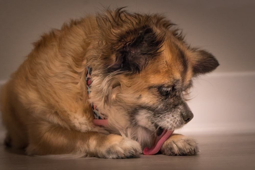 a brown dog laying on top of a floor next to a wall