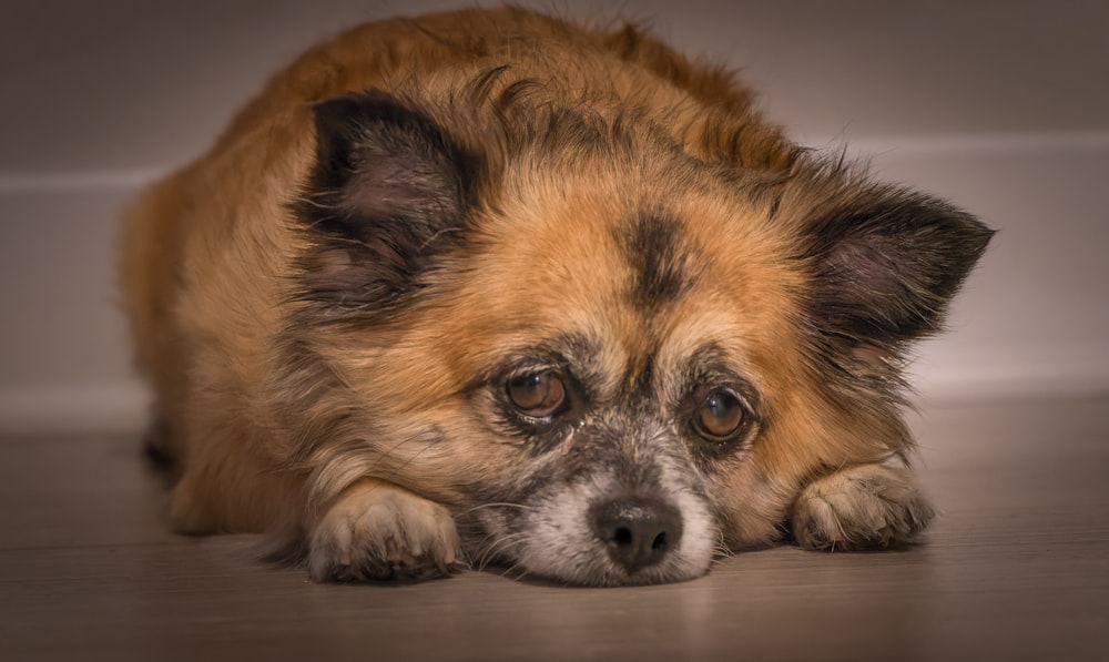 a small brown dog laying on top of a wooden floor