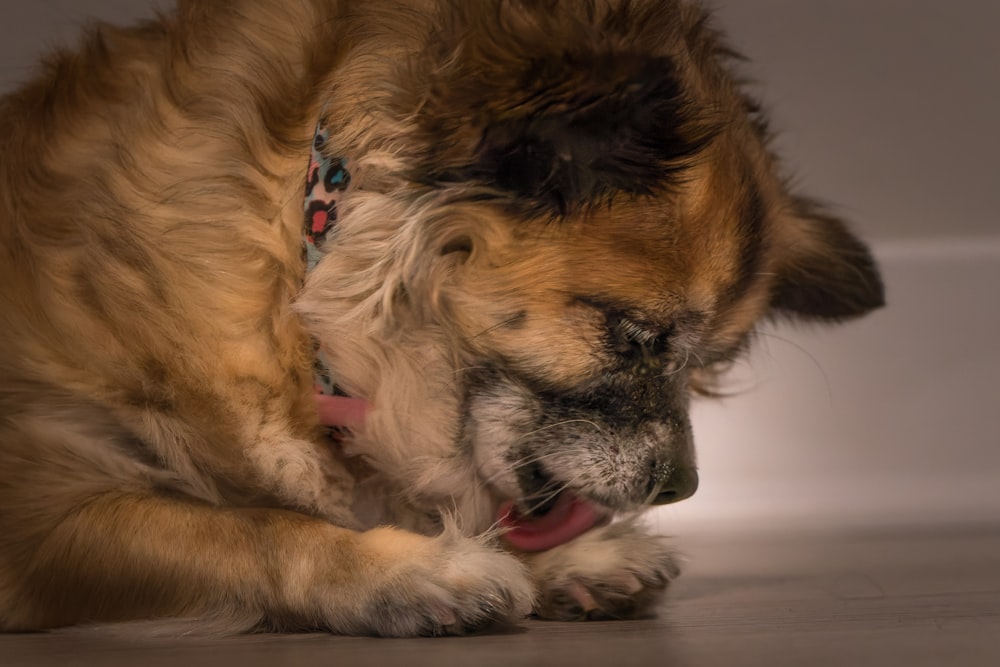 a brown dog laying on top of a wooden floor