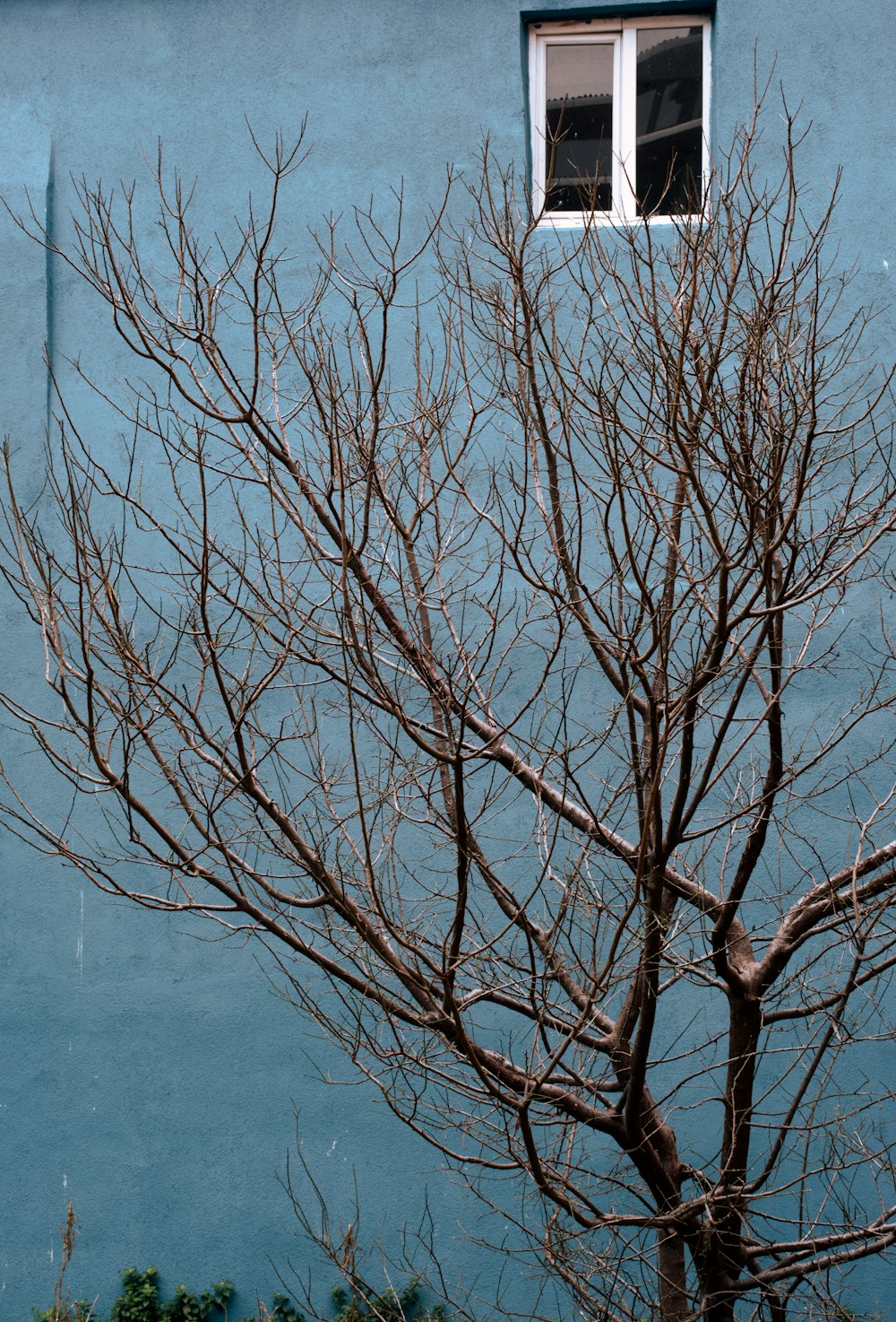 a tree with no leaves in front of a blue building