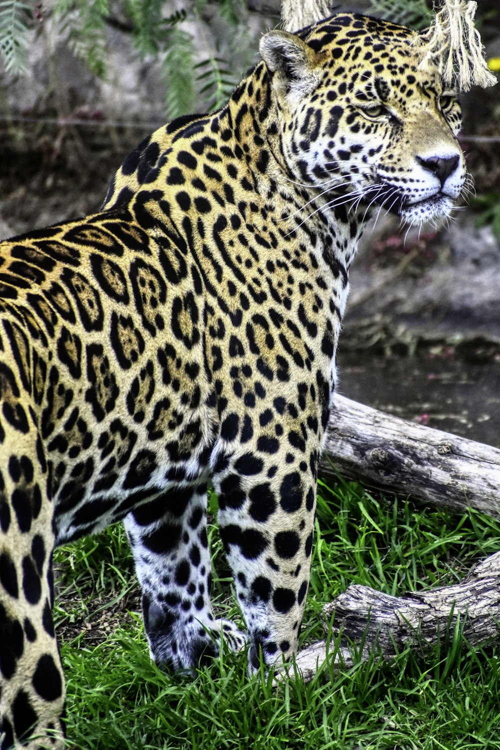 a large leopard standing on top of a lush green field