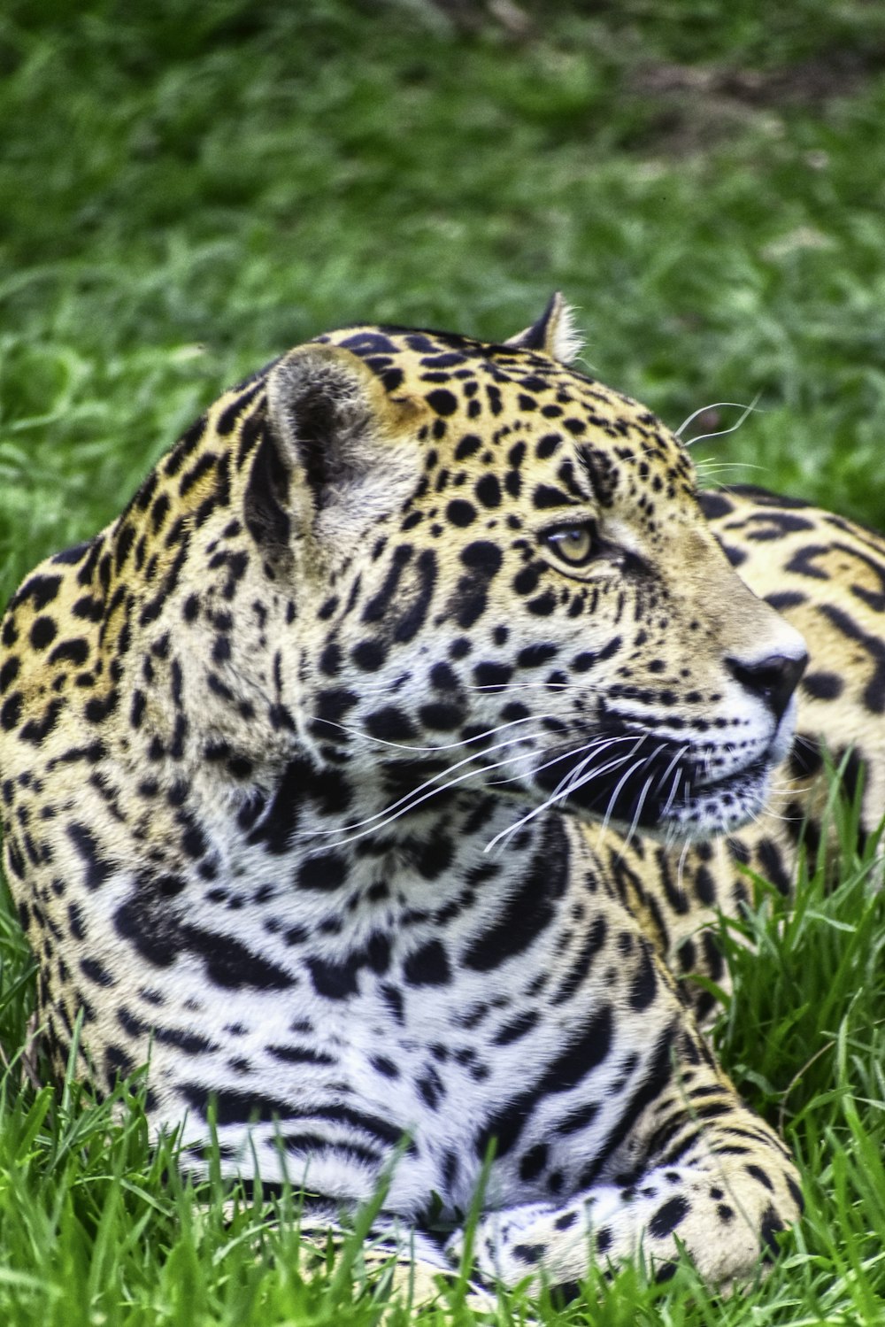 a large leopard laying on top of a lush green field