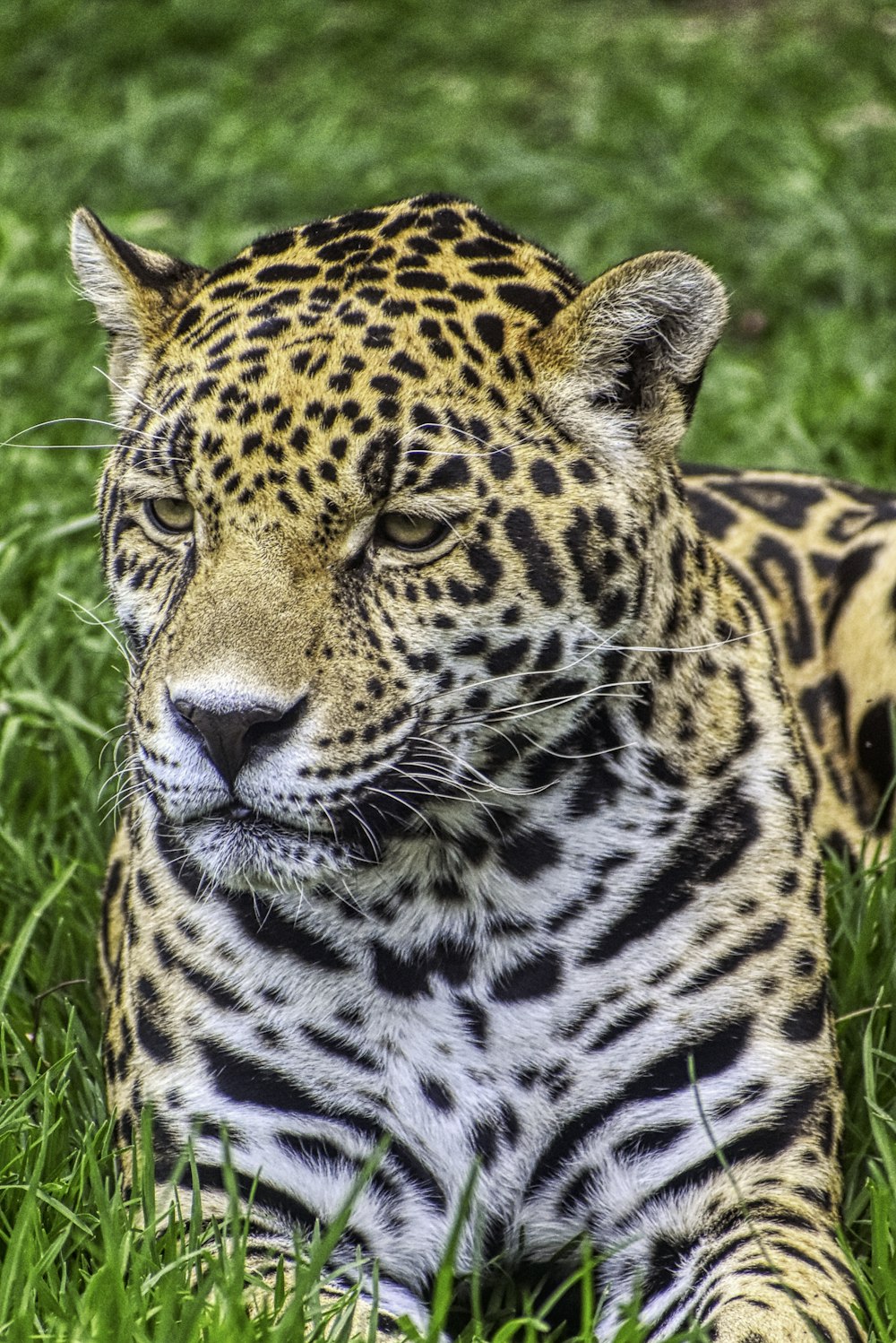 a close up of a leopard laying in the grass