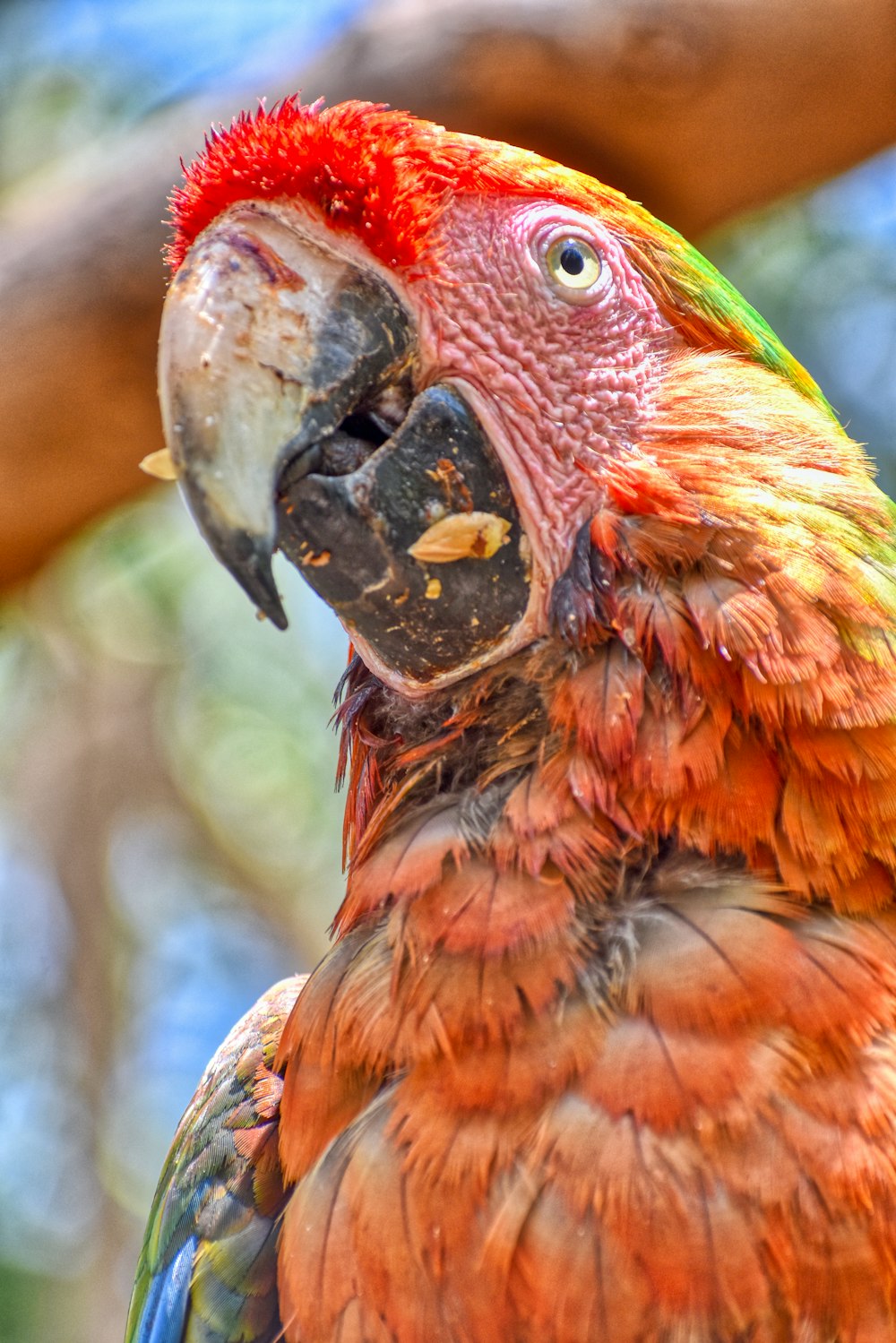 a close up of a colorful bird on a branch