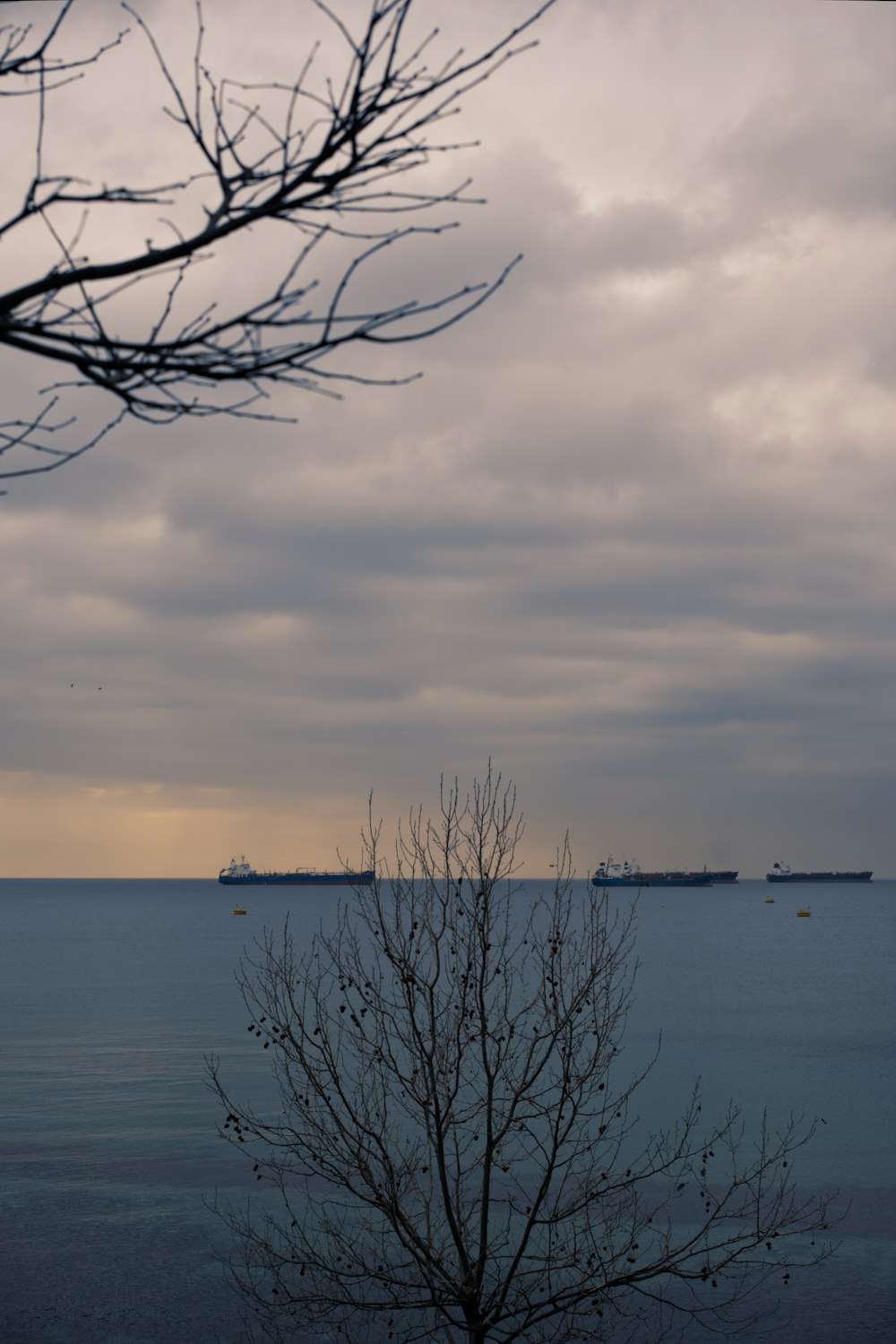 a tree with no leaves in front of a body of water