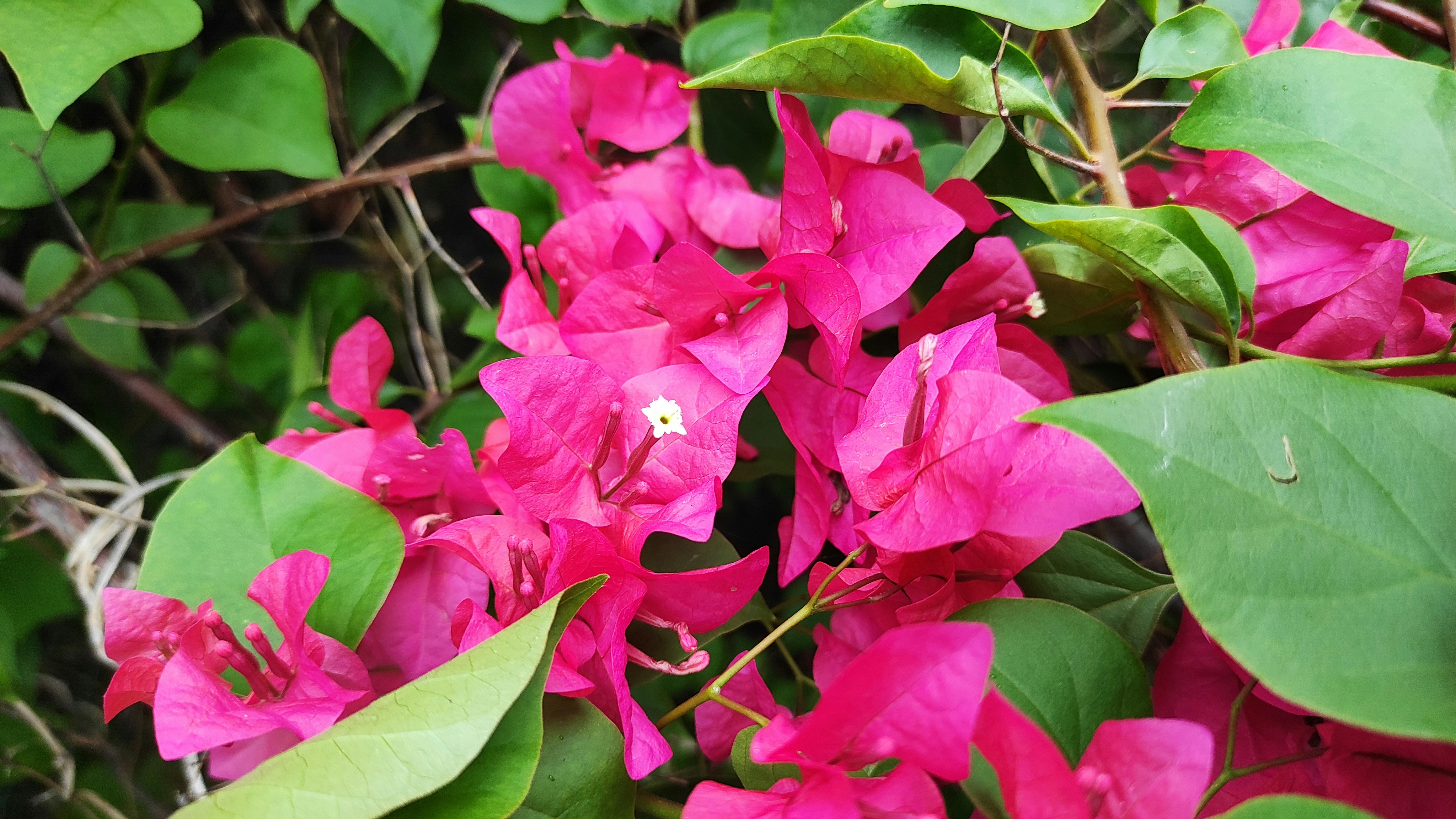 Photo by botanyforeveryone