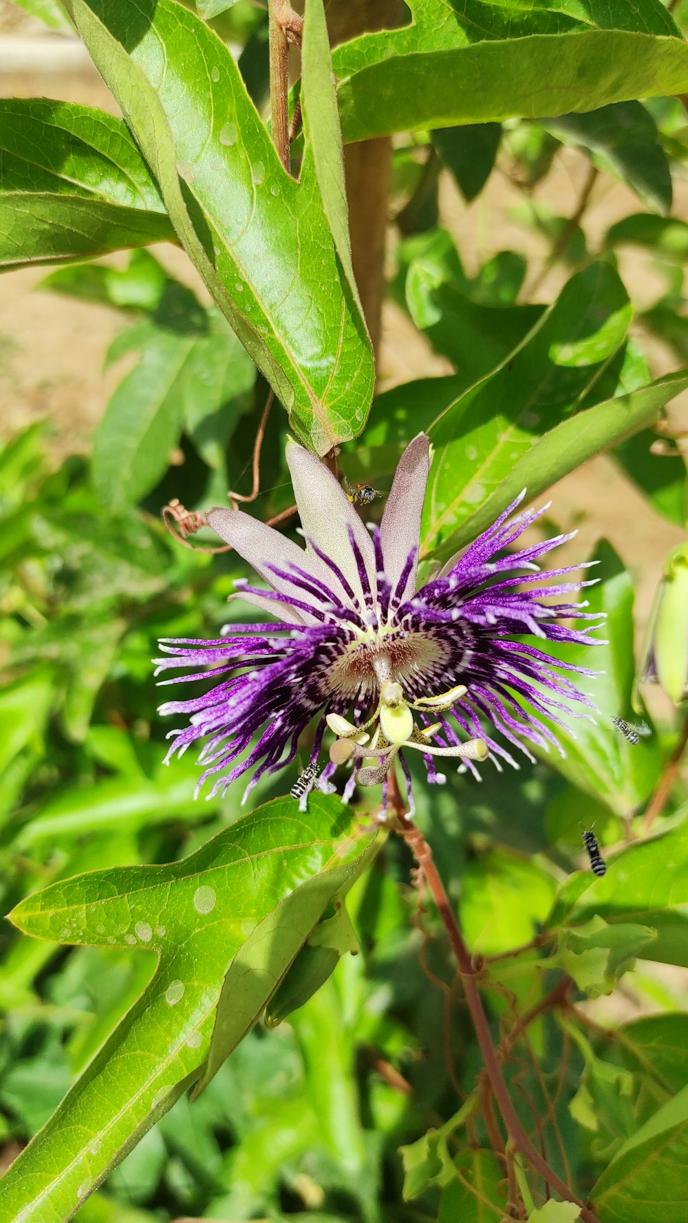 a close up of a purple flower on a plant