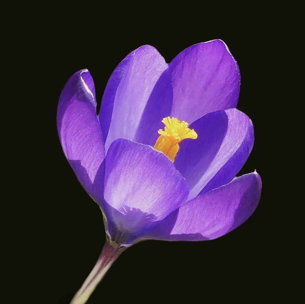 un primo piano di un fiore viola su sfondo nero