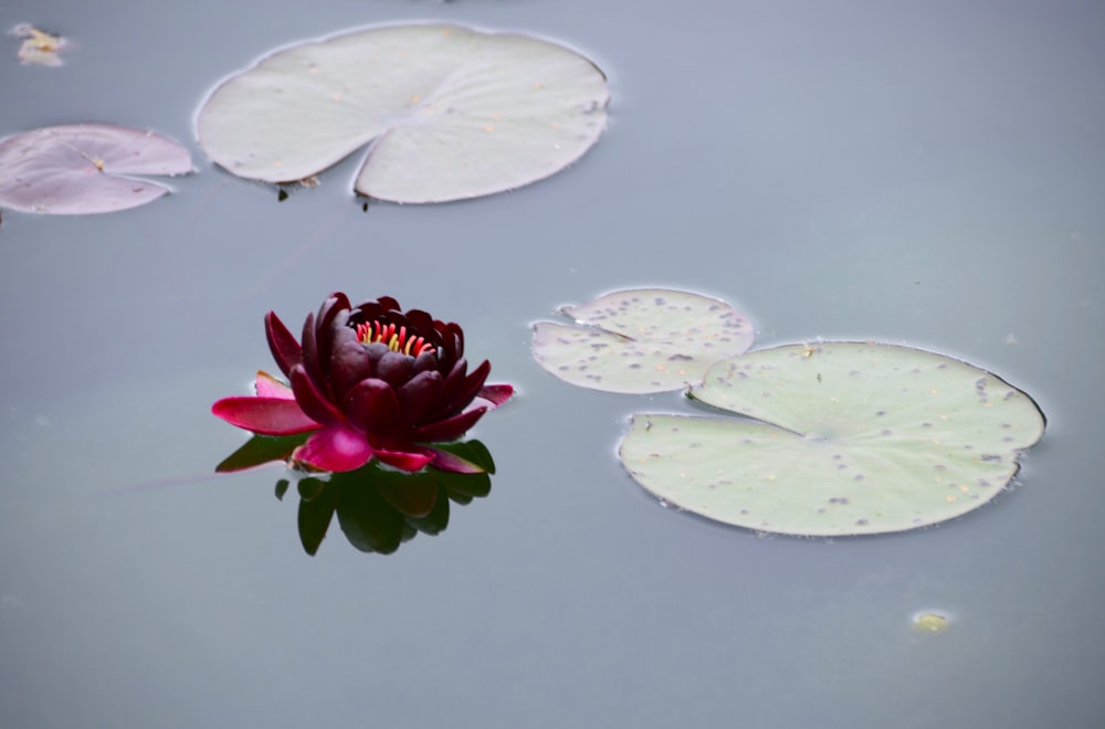 a red flower floating on top of a body of water