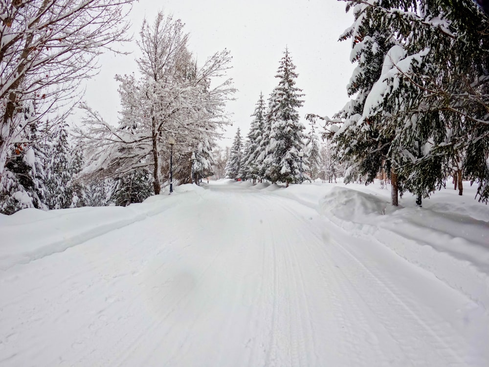 a snow covered road with trees on both sides