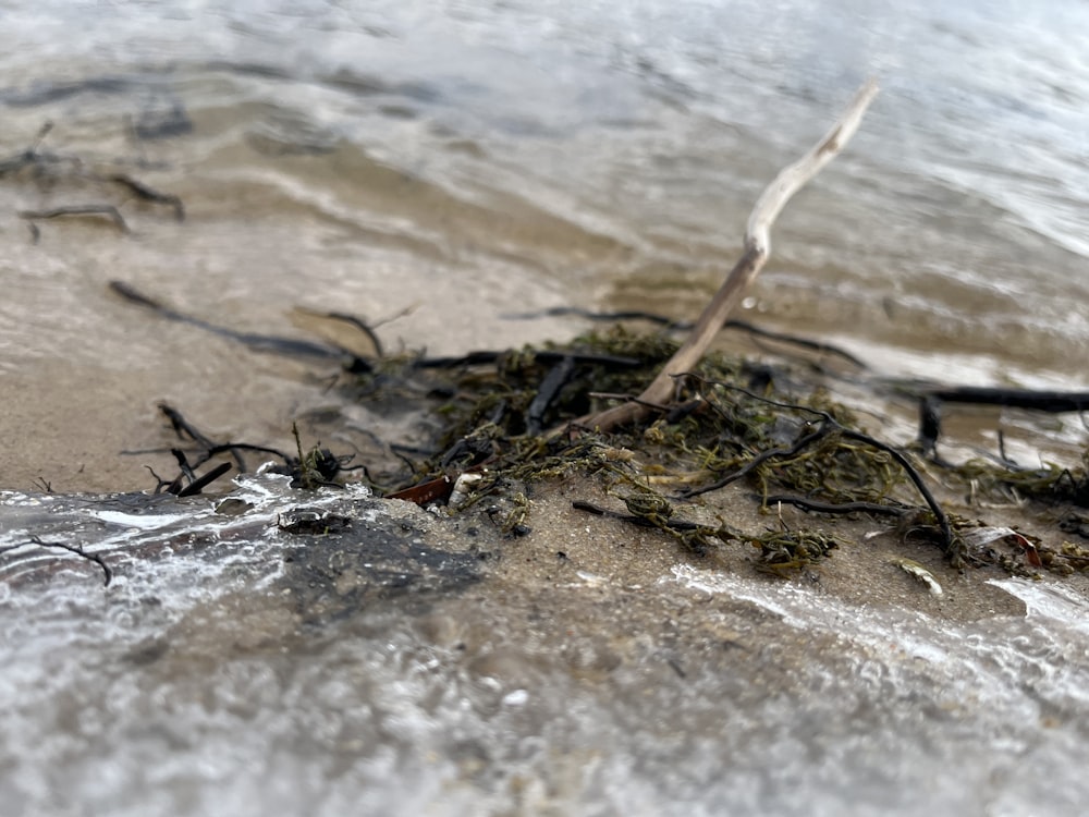 a bunch of seaweed sitting on top of a sandy beach