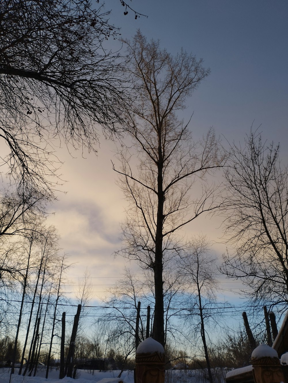 a tree with no leaves in the snow