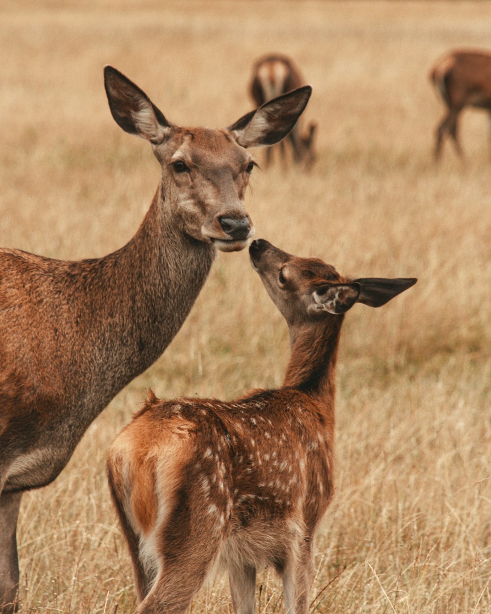 a couple of deer standing on top of a dry grass field