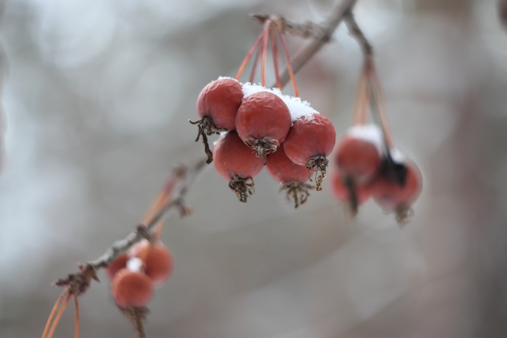berries on a branch with snow on them