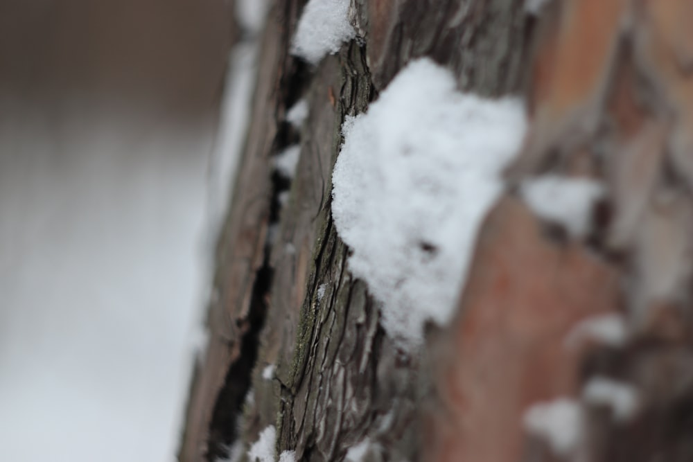 a close up of snow on a tree trunk