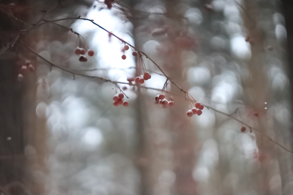 a branch with red berries hanging from it