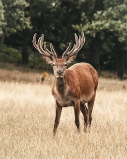 The Ultimate Guide to Choosing the Best Products to Field Dress a Deer