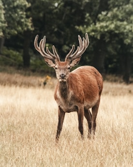 The Ultimate Guide to Choosing the Best Products to Field Dress a Deer