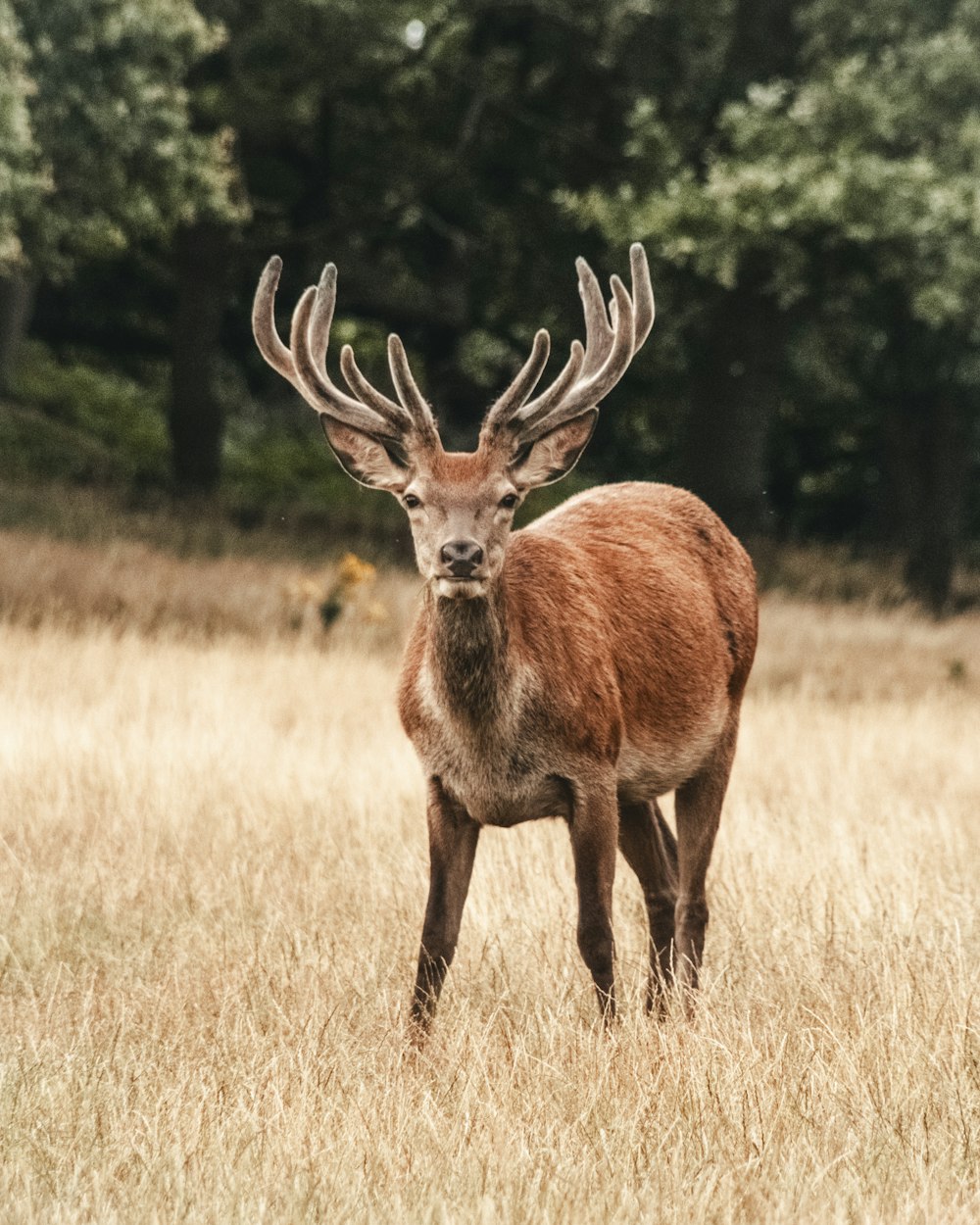 a deer is standing in a field with trees in the background