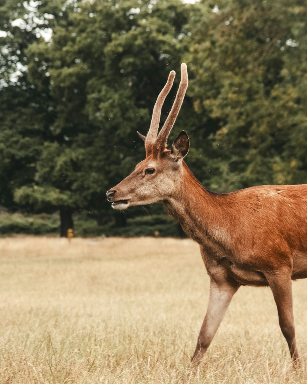 a deer standing on top of a dry grass field