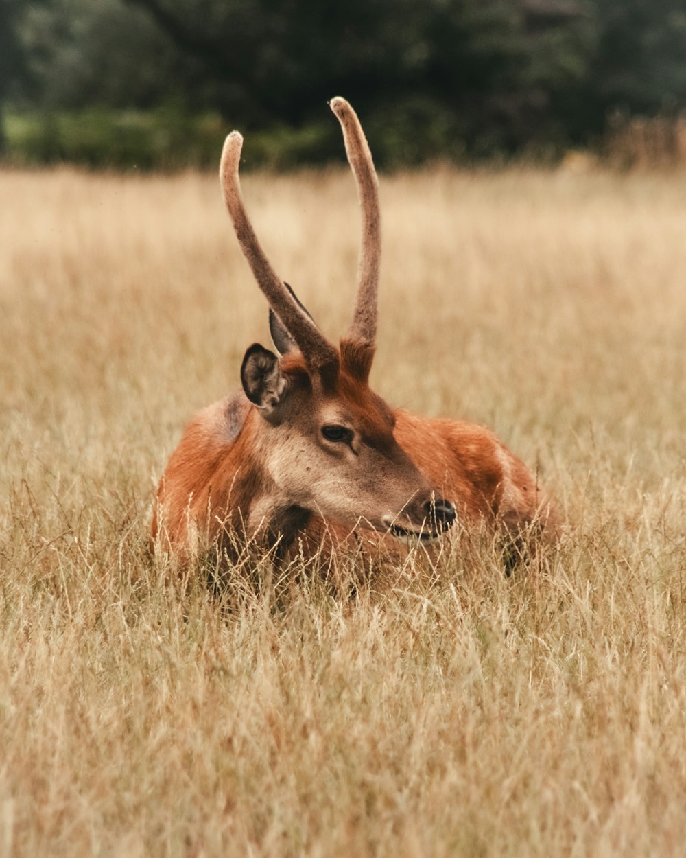 an antelope laying down in a field of tall grass
