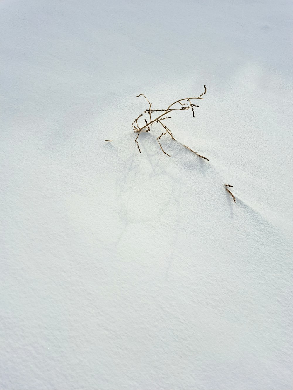 a small branch sticking out of the snow