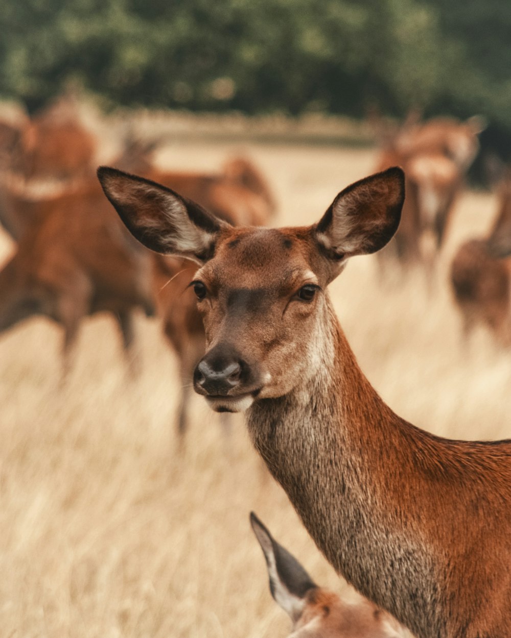 a herd of deer standing on top of a dry grass field