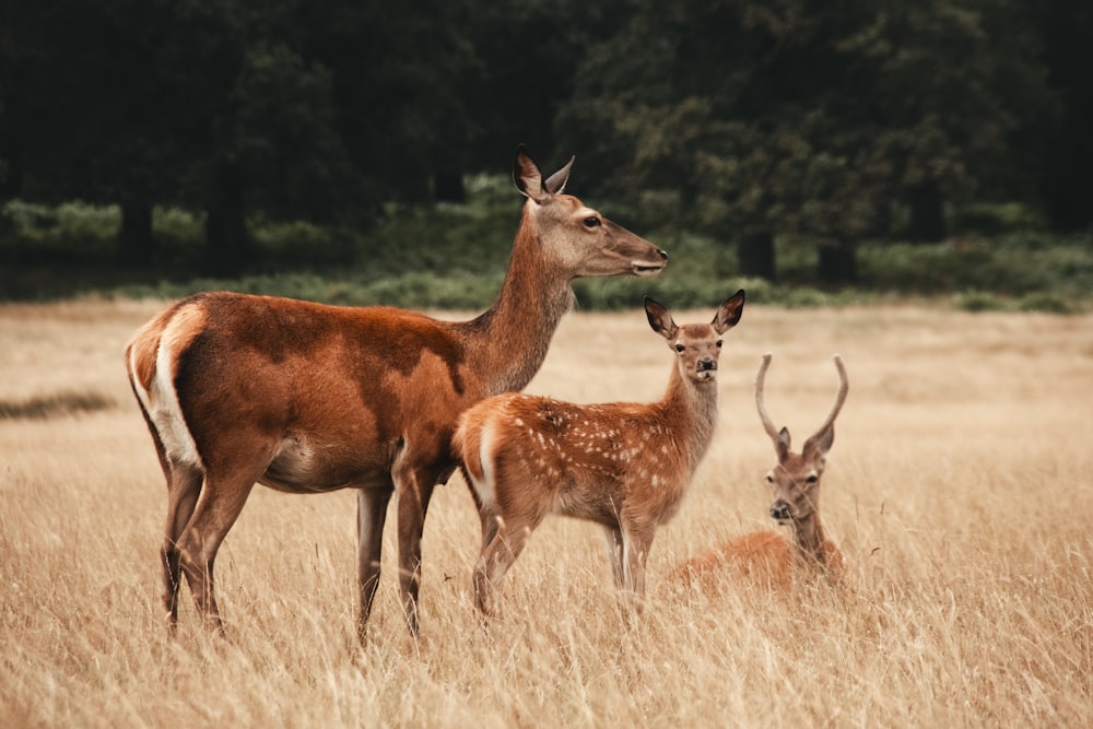 a herd of deer standing on top of a dry grass field