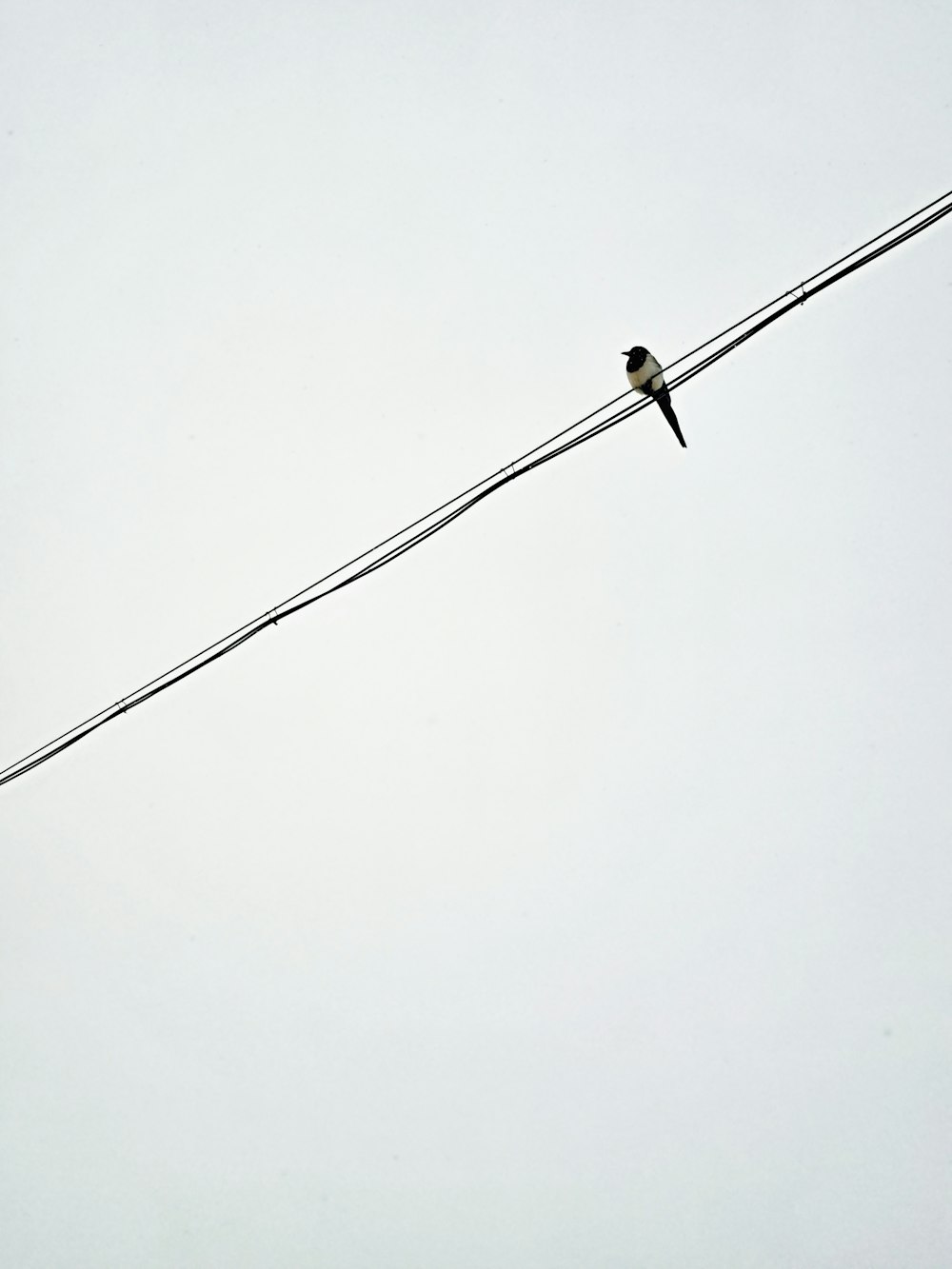 a bird sitting on a wire with a sky background